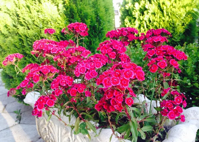 Fari فندق غوليم